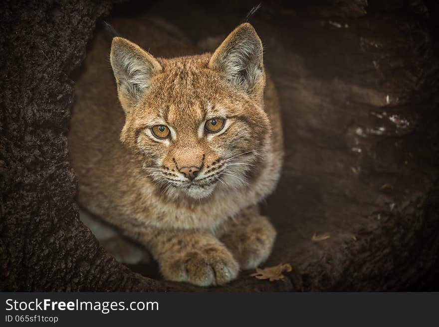 LYNX is very beautiful cat.