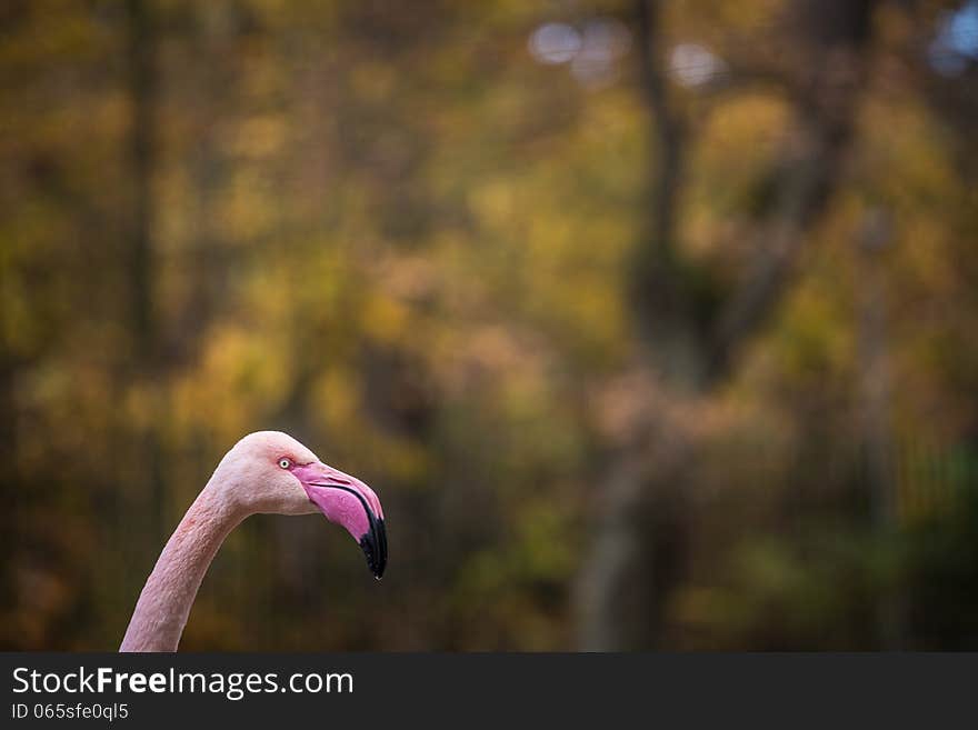 Flamingo portrait at autumn day