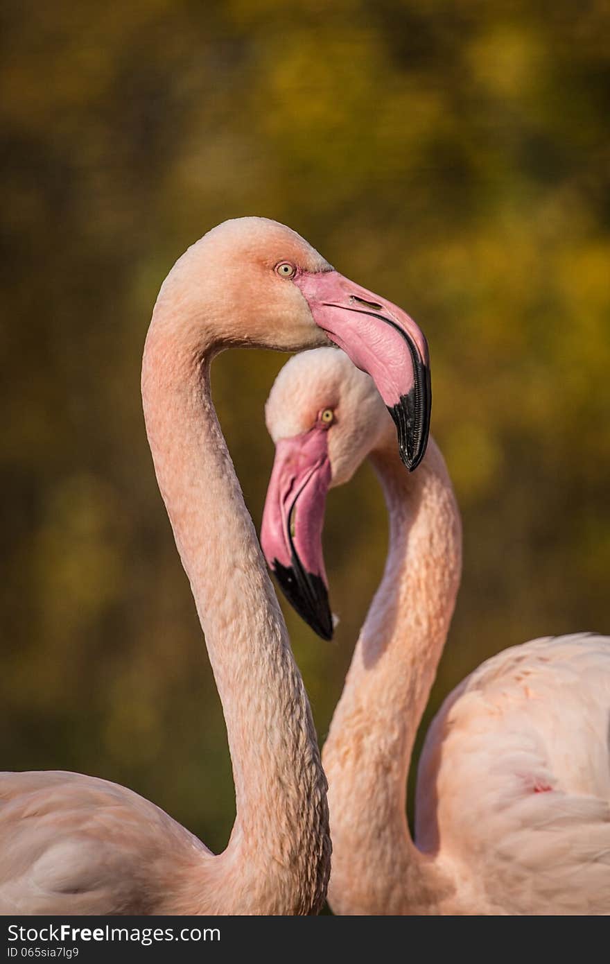 Flamingo portrait at autumn day. Flamingo portrait at autumn day