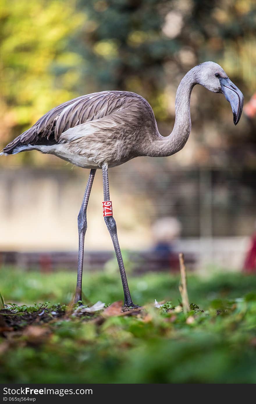 Flamingo portrait at autumn day. Flamingo portrait at autumn day