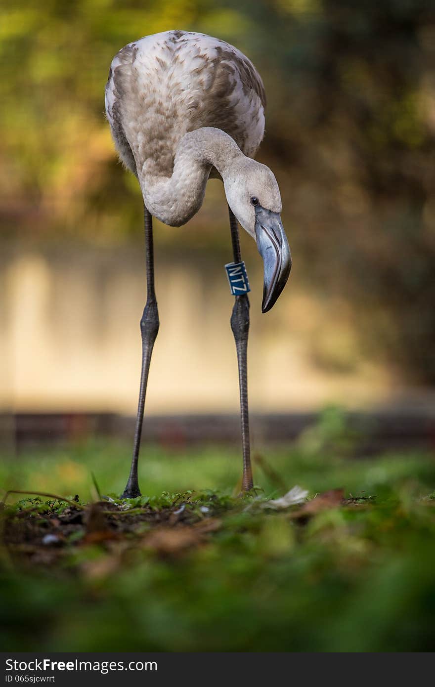 Flamingo portrait at autumn day. Flamingo portrait at autumn day