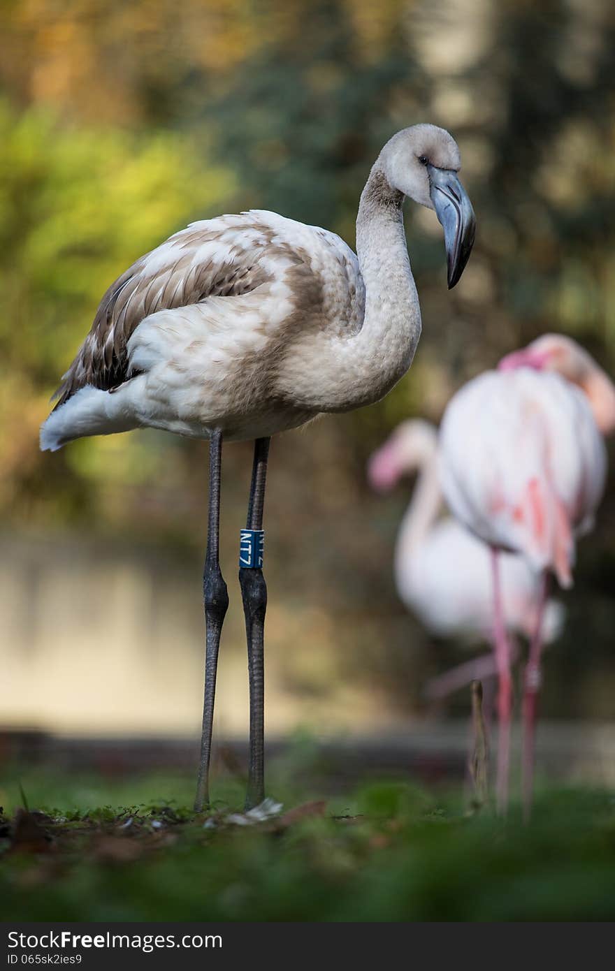 Flamingo portrait at autumn day. Flamingo portrait at autumn day