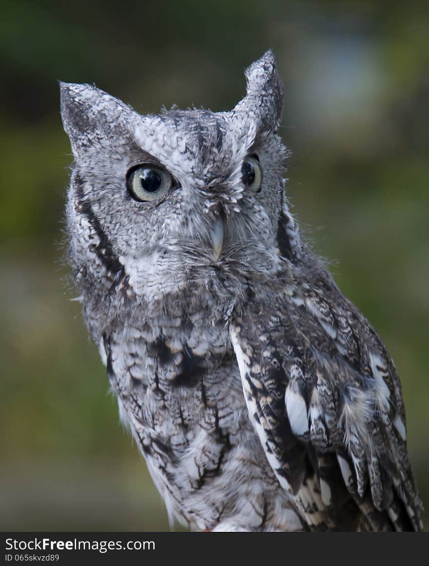 The gray morph of the Northern Screech Owl