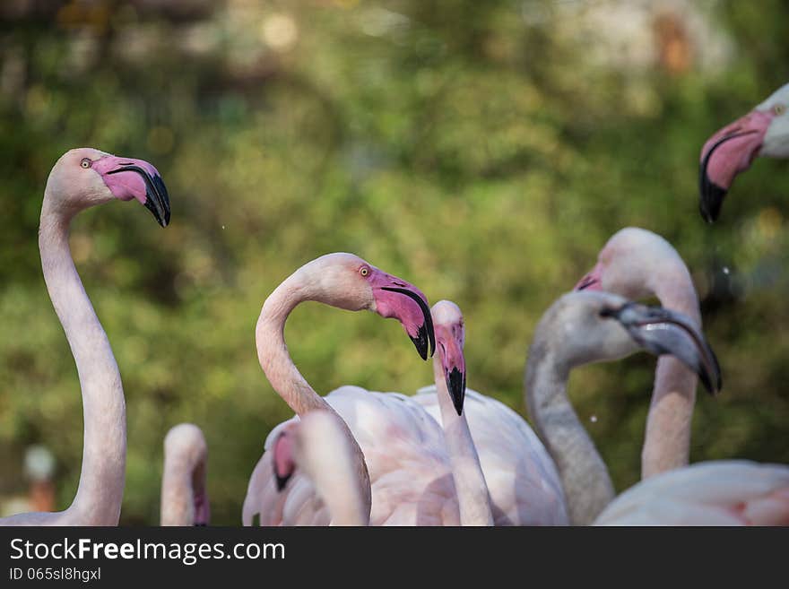 Flamingo portrait at autumn day. Flamingo portrait at autumn day