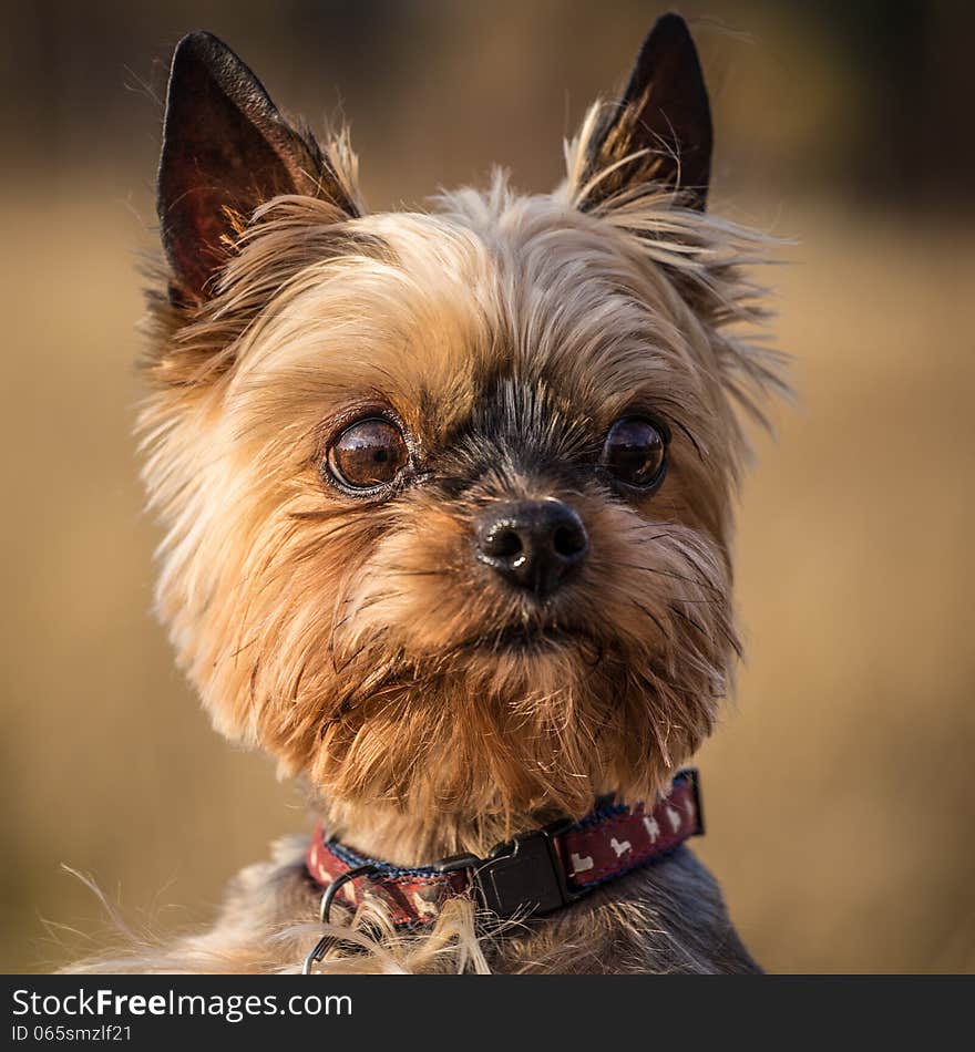 Small dog portrait in autumn day. Small dog portrait in autumn day