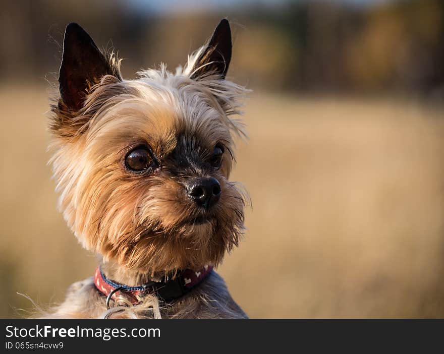 Small dog portrait in autumn day. Small dog portrait in autumn day