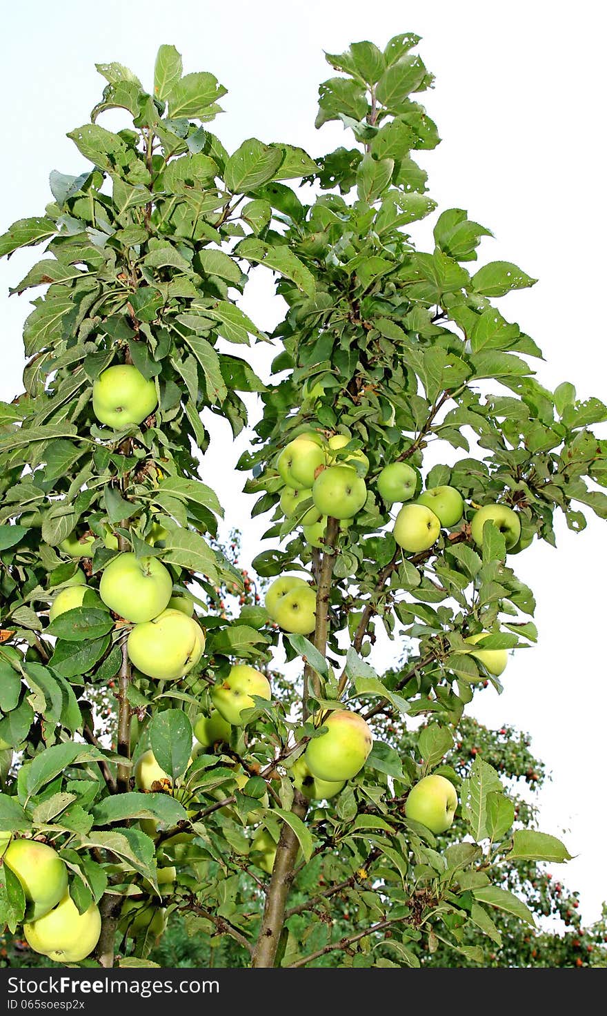 Fruits Are Apples On The Branches Of An Column Apple-tree