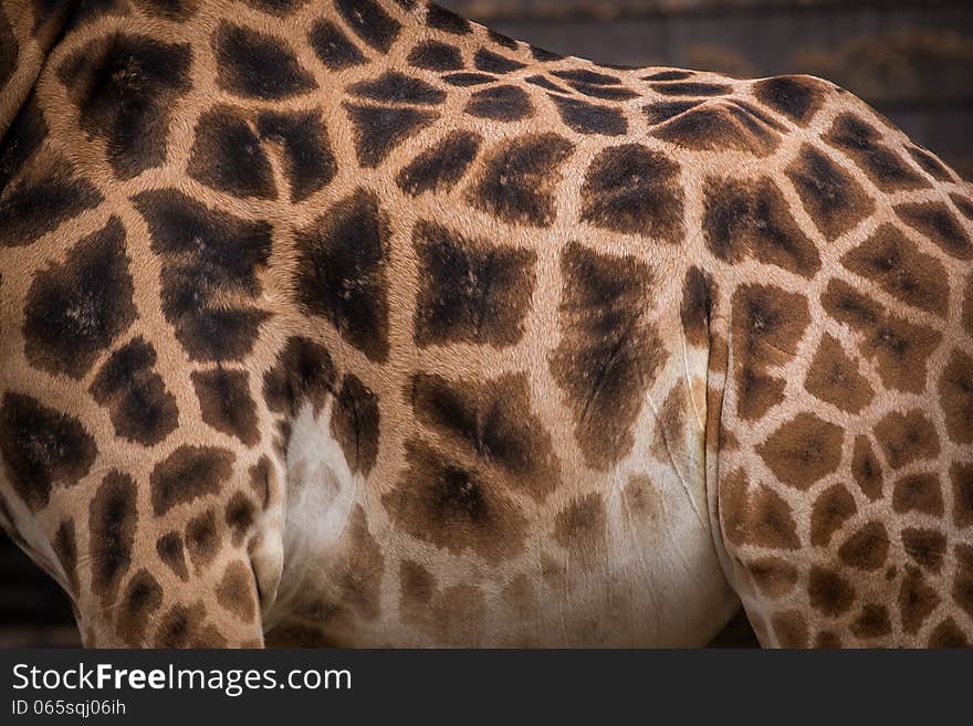 Giraffes detail in the zoo