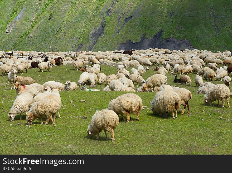 Flock of sheep in a pasture in the mountains. Flock of sheep in a pasture in the mountains.