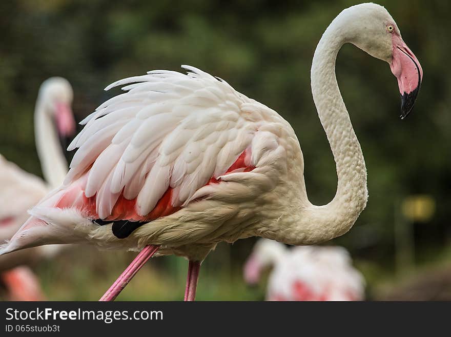 Flamingo detail