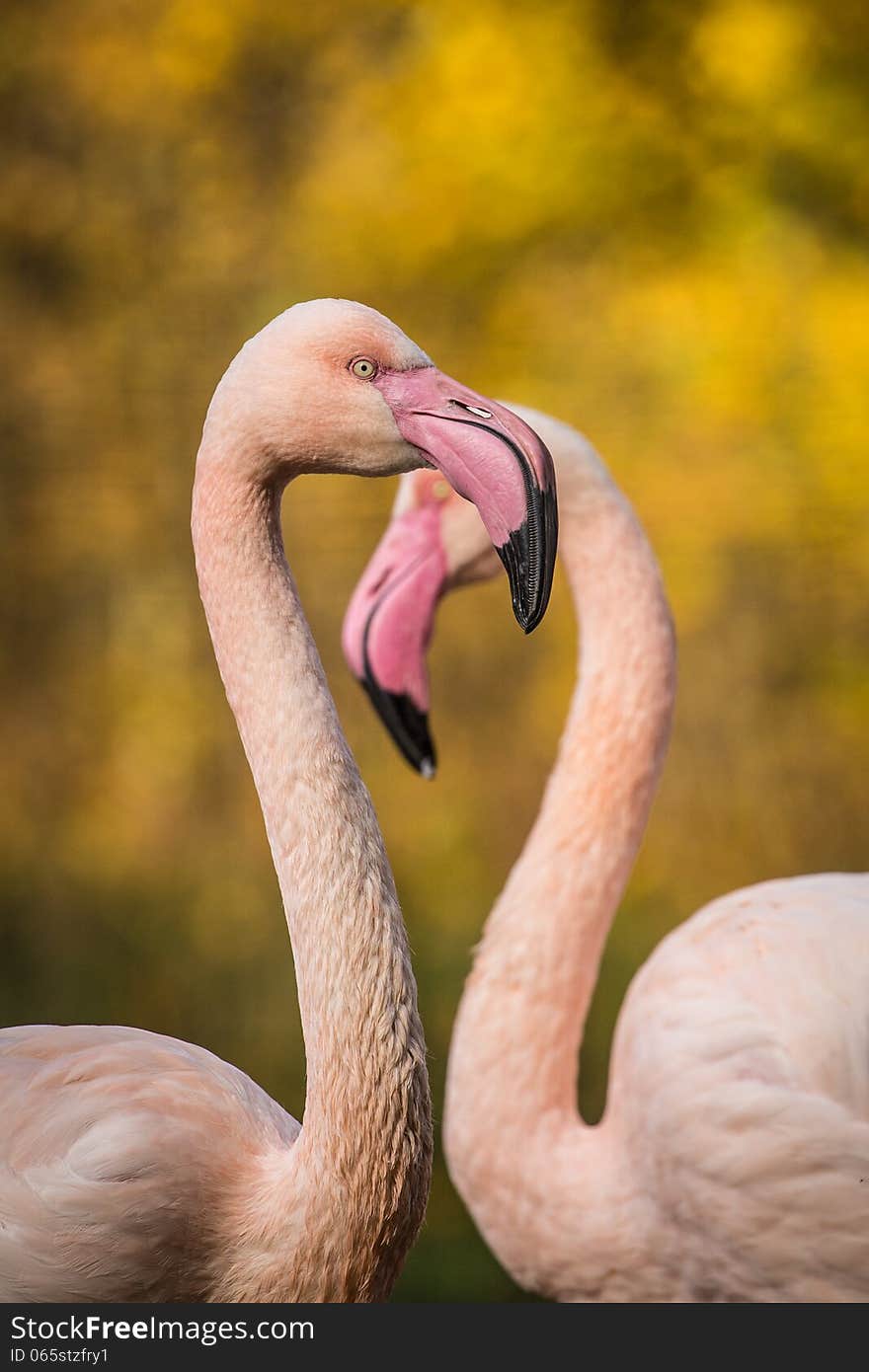 Flamingo portrait at autumn day. Flamingo portrait at autumn day