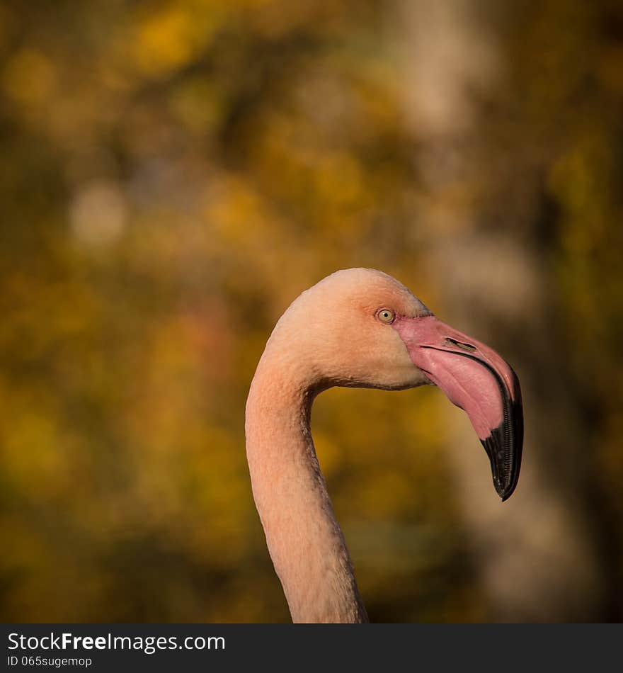 Flamingo portrait at autumn day. Flamingo portrait at autumn day