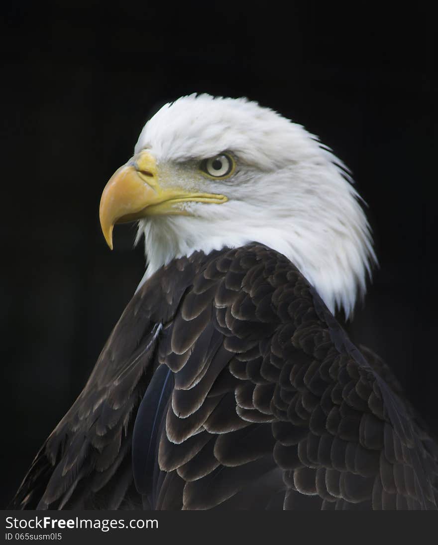 Bald Eagle portrait with black background.