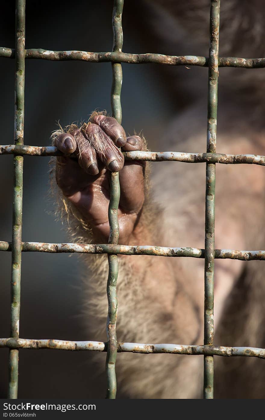 Monkey hand in the box is baboon. Monkey hand in the box is baboon