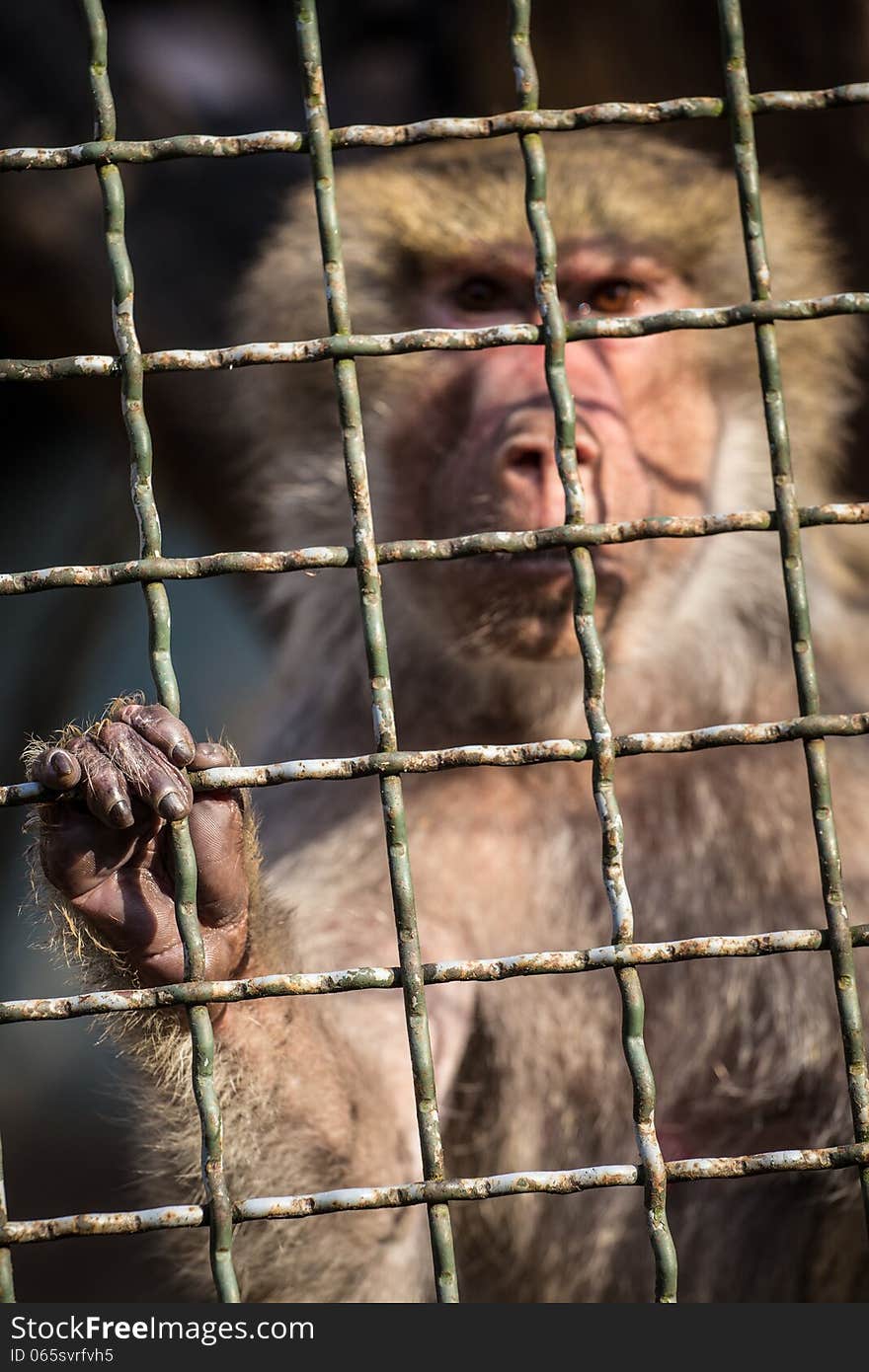 Monkey hand in the box is baboon. Monkey hand in the box is baboon