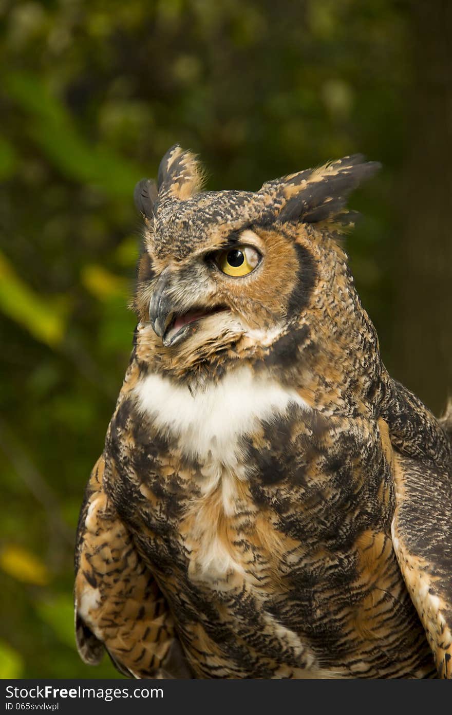 Great Horned Owl with open mouth and a cataract on one eye.