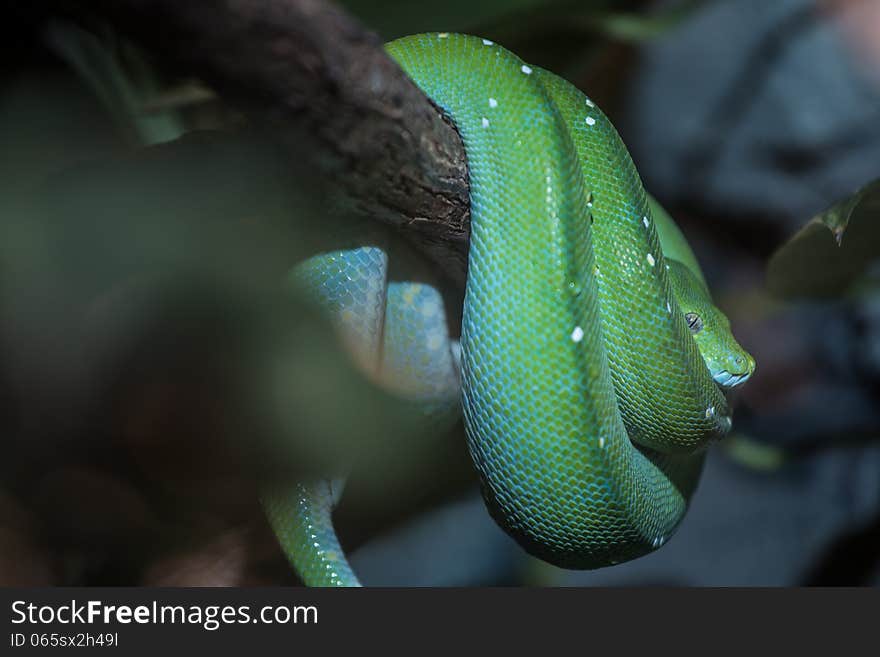 Green snake in the box