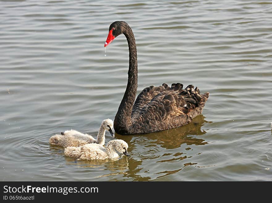 Wild black swans