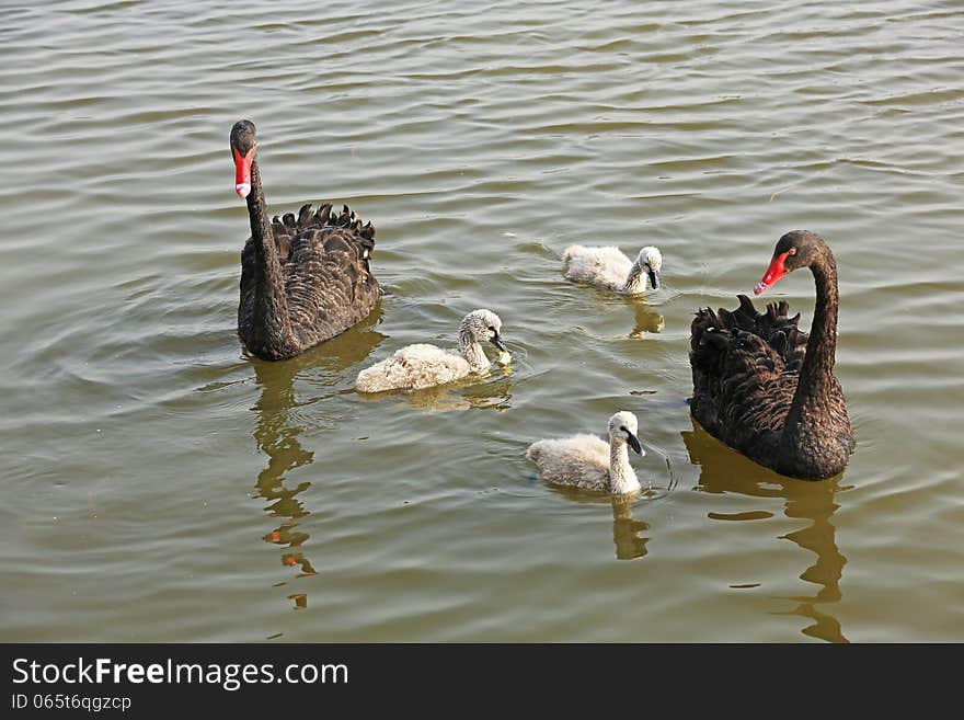 Wild black swans