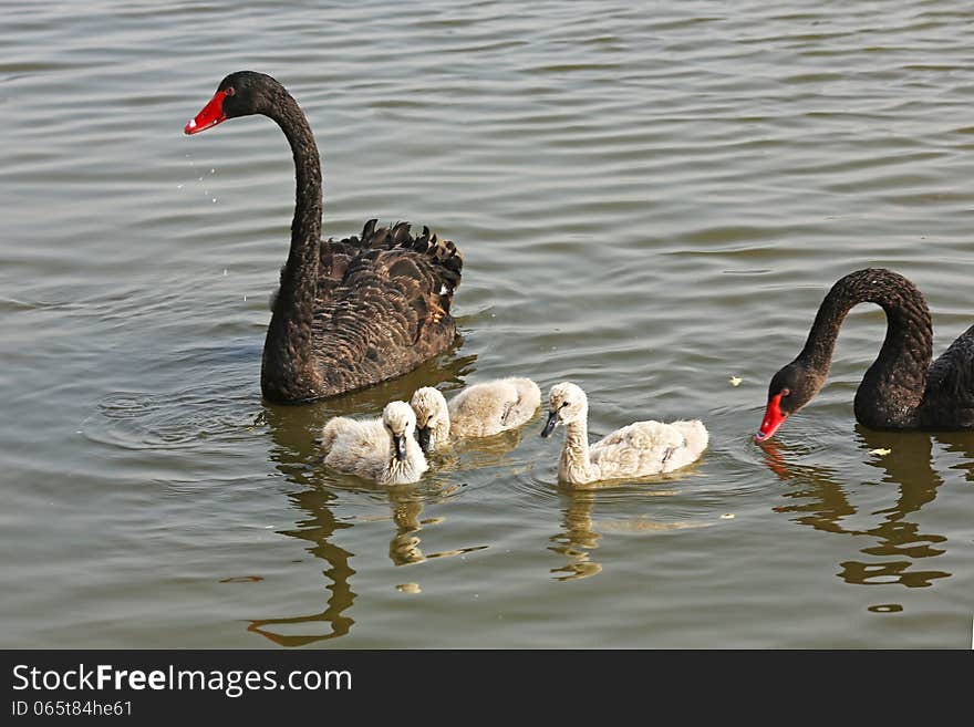 Wild black swans