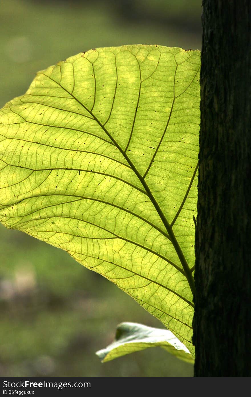 Close up teak leaf