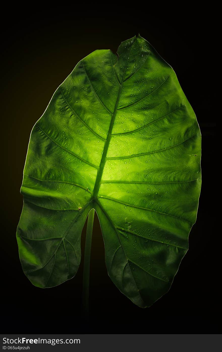 Green elephant ear leaf with back light on black background. Green elephant ear leaf with back light on black background.