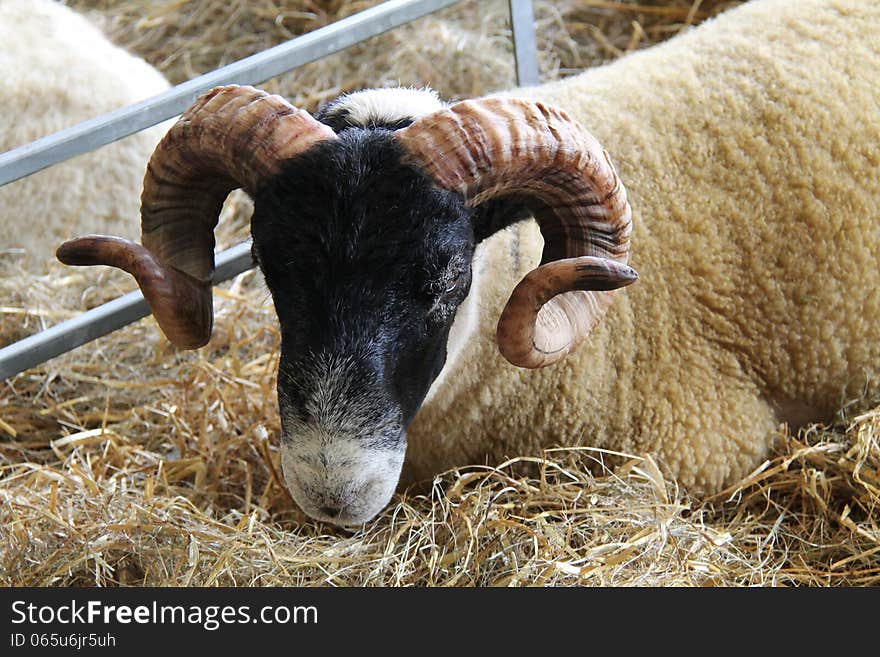 Horned Sheep.