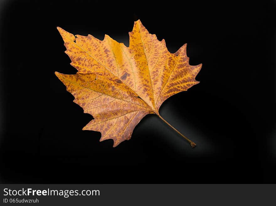 One single leaf in colors of autumn of the sycamore isolated on black background. One single leaf in colors of autumn of the sycamore isolated on black background