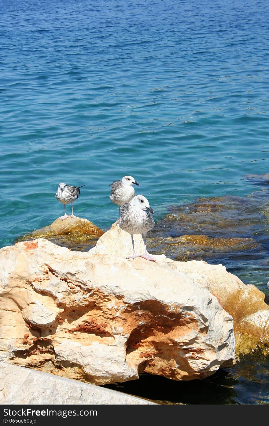 Seagulls On The Rock