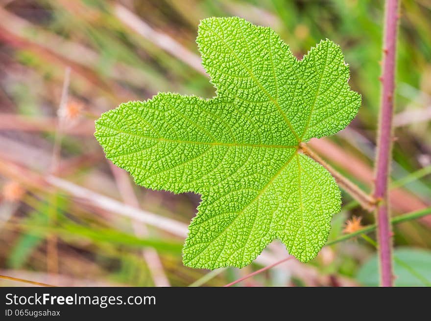 Close up of green leaf, green leaf texture for background
