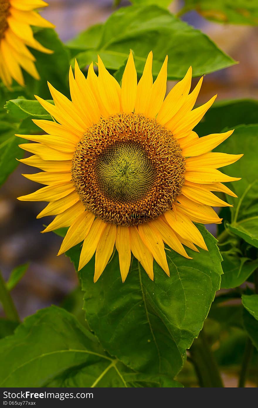 Sunflower