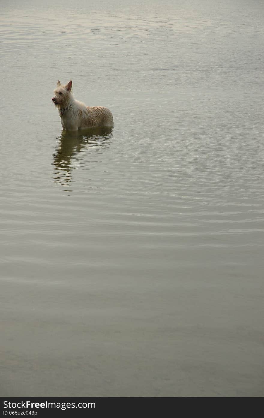 Dog in a pond soaky