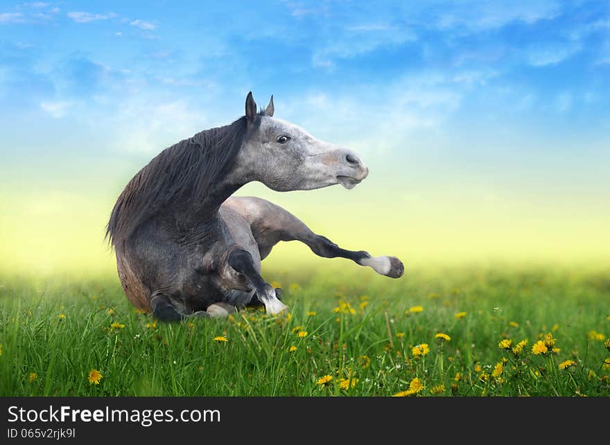 Horse lying on the field of dandelions at dawn