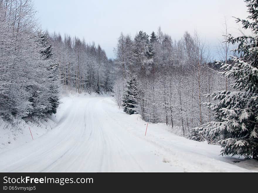 Winter forest and a snow road