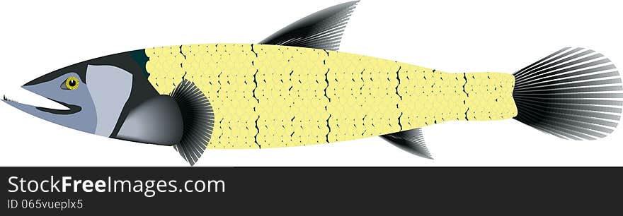 Image of ocean fish illustration. Image of ocean fish illustration