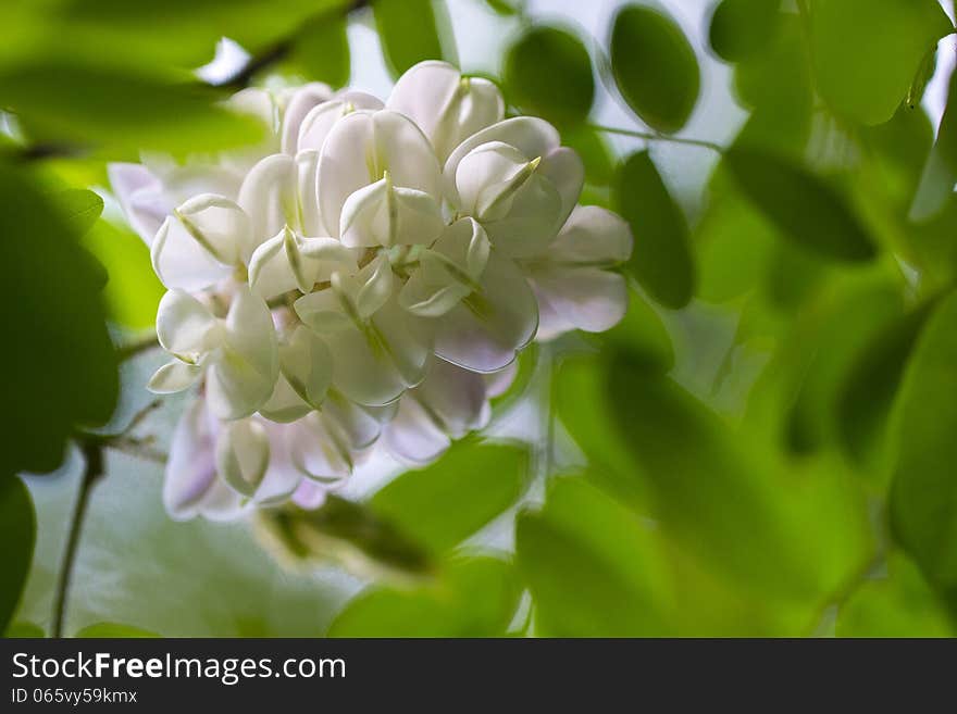 Flowering pink rose acacia in spring weather. Flowering pink rose acacia in spring weather