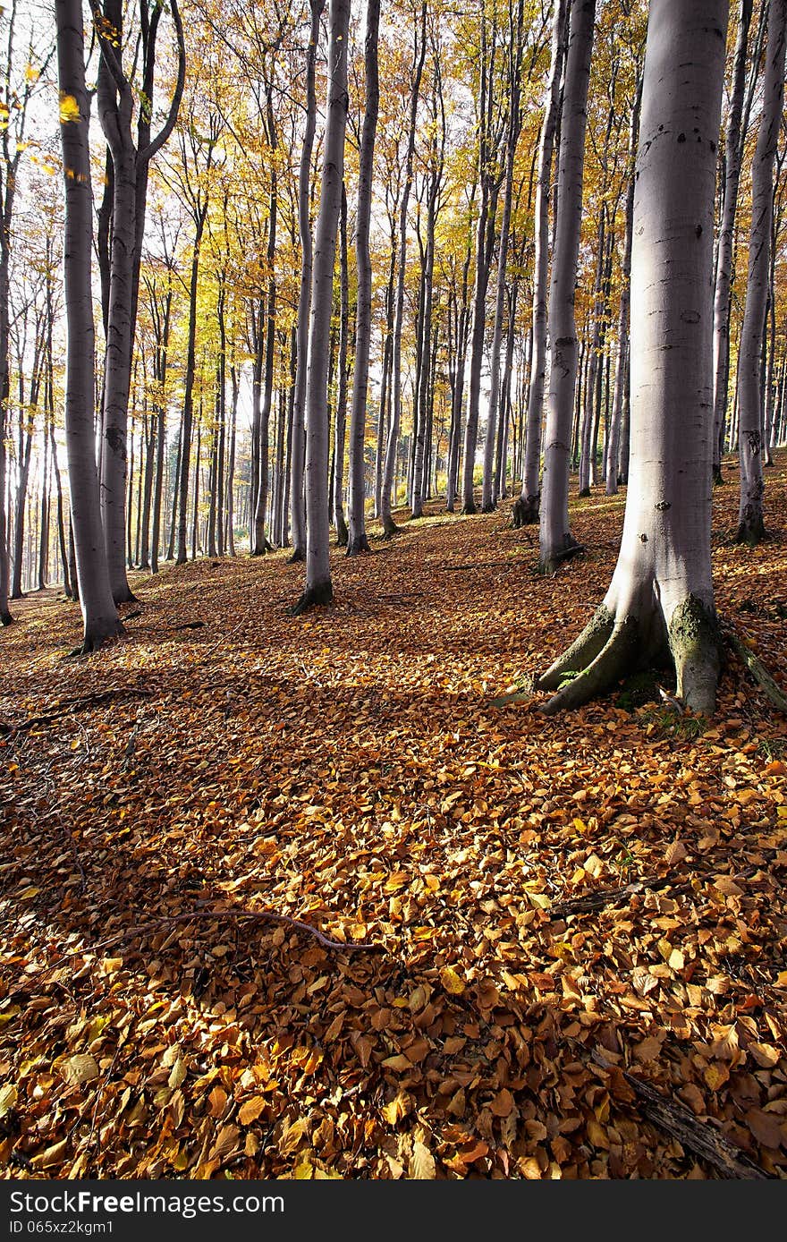 Autumn beech forest in morning sunshine. Autumn beech forest in morning sunshine