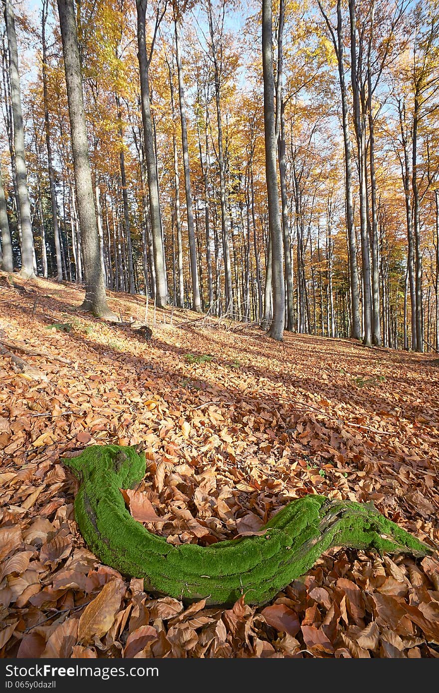 Autumn beech forest in morning sunshine. Autumn beech forest in morning sunshine