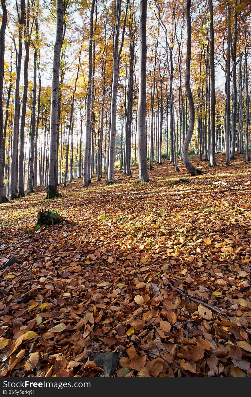 Autumn beech forest in morning sunshine. Autumn beech forest in morning sunshine