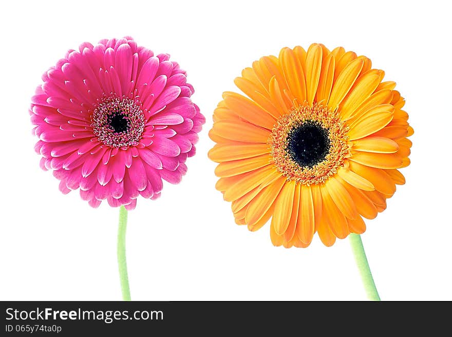 Gerber flower on white background. Gerber flower on white background