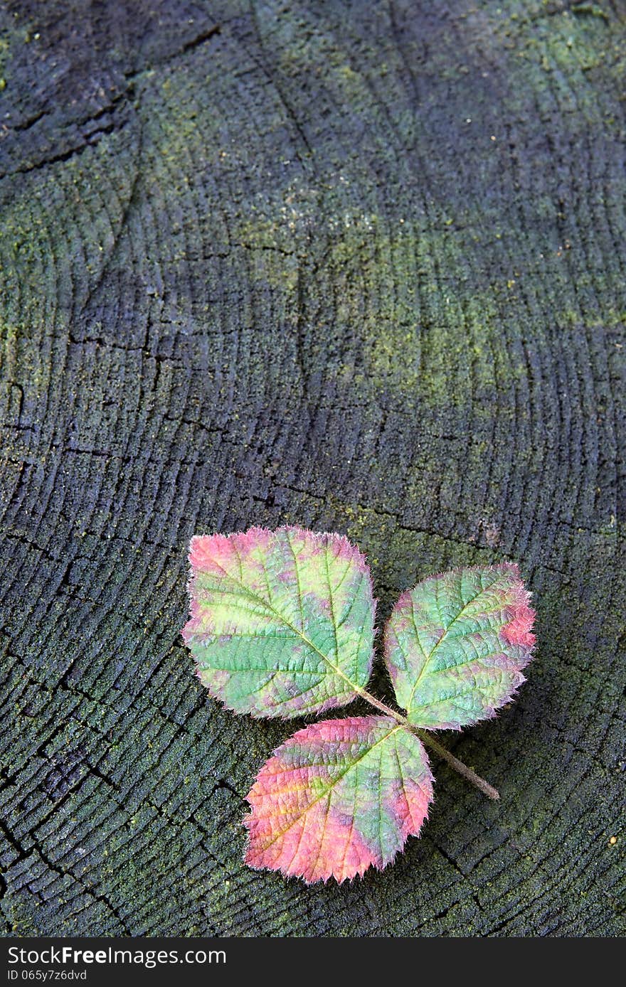 Autumn red raspberry leaf on old tree stump