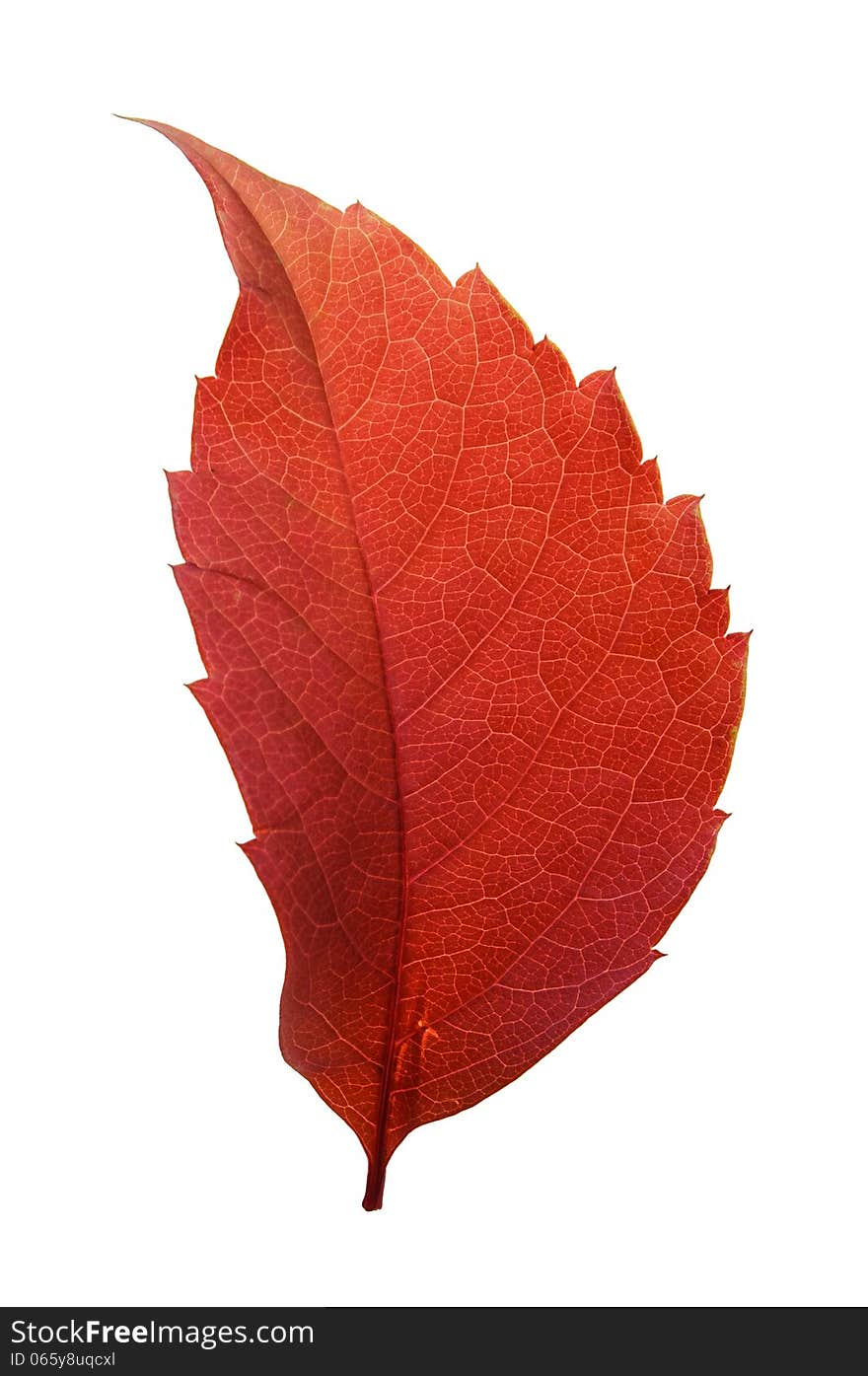 Red woodbine leaf in backlight isolated on white background