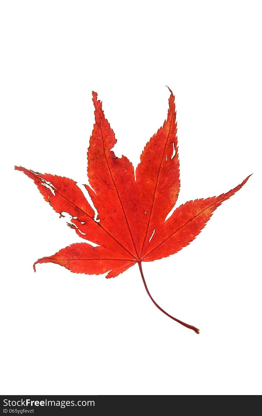 Red maple leaf