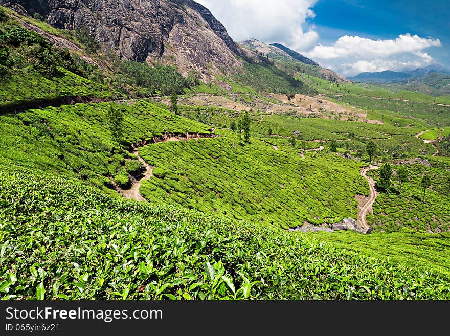 Tea Plantation In Munnar