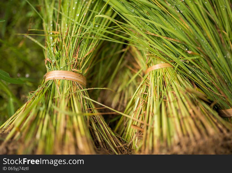 Bouquet of young rice plant