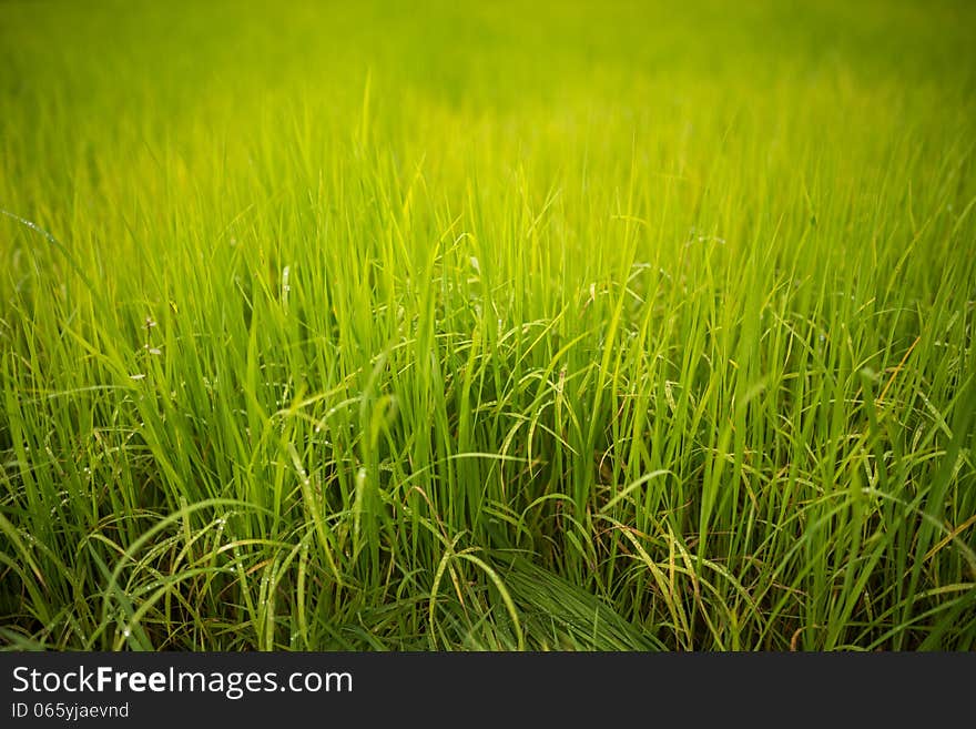 Field of young rice plant