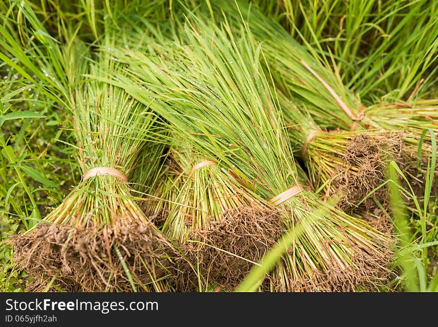 Bouquet of young rice plant