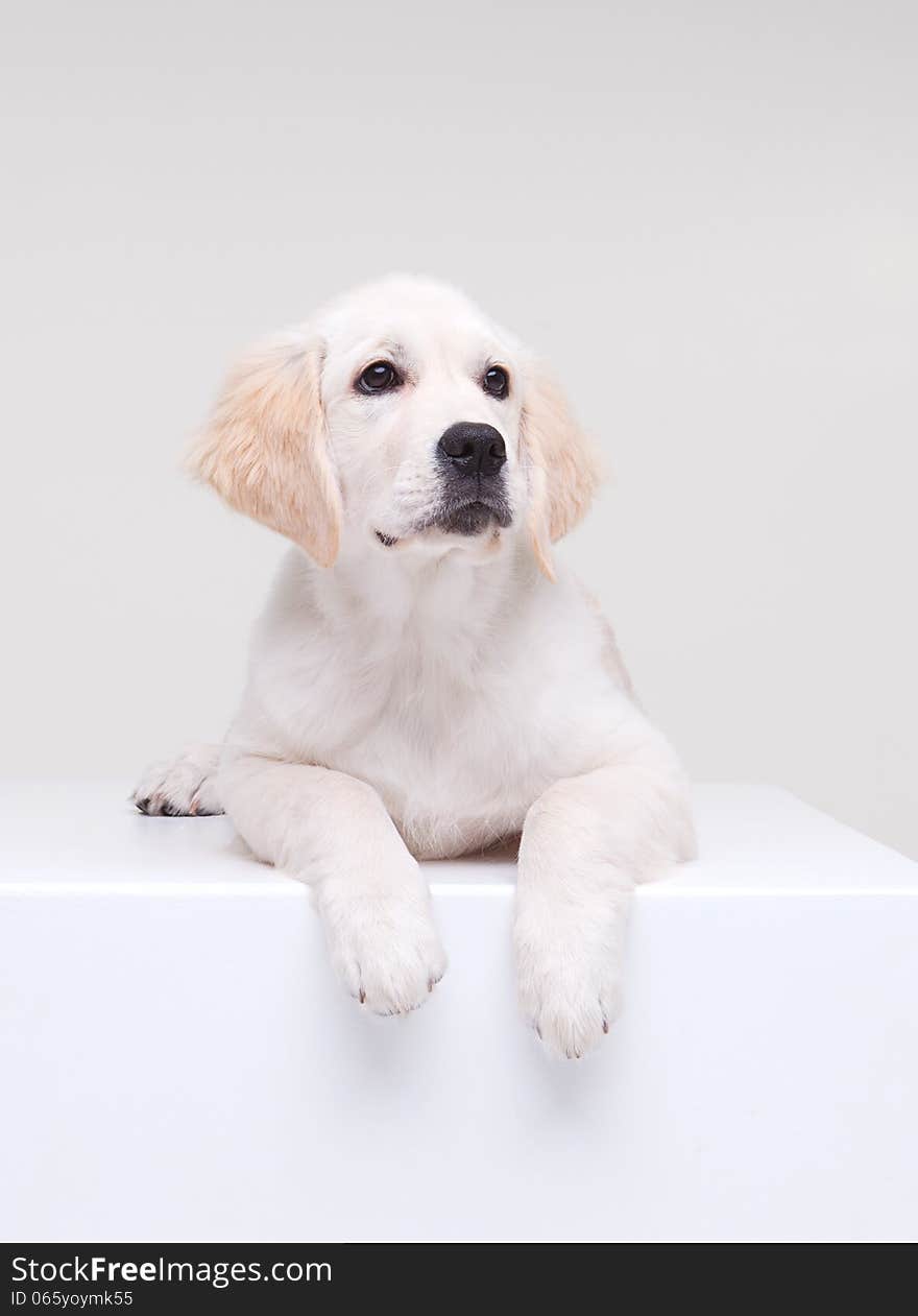 Labrador retriever puppy on white cube