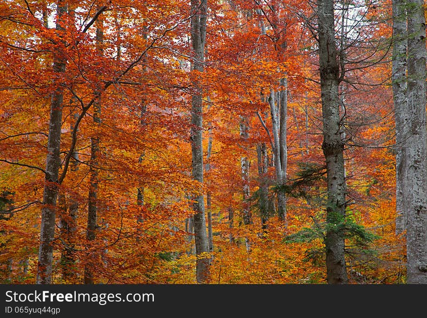 Autumn forest in Transilvania, romania