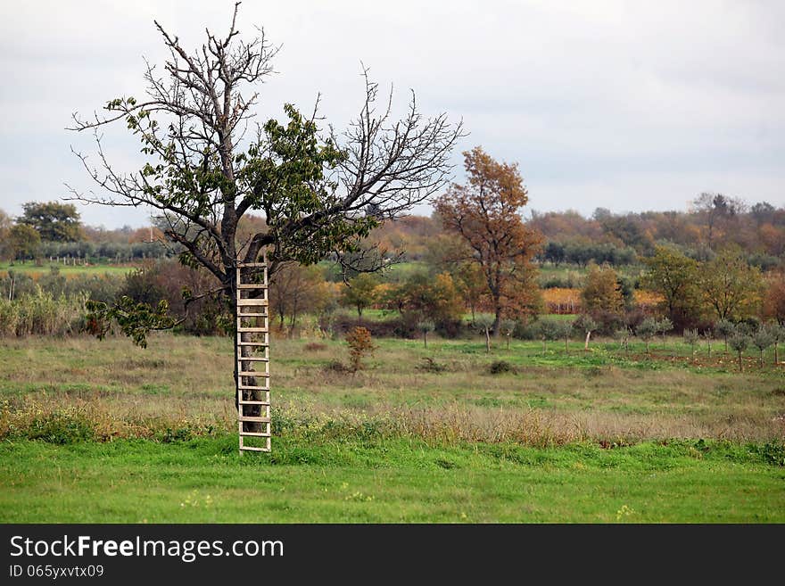 Alone charry tree with ladder in empty meadow in season of fool. Alone charry tree with ladder in empty meadow in season of fool